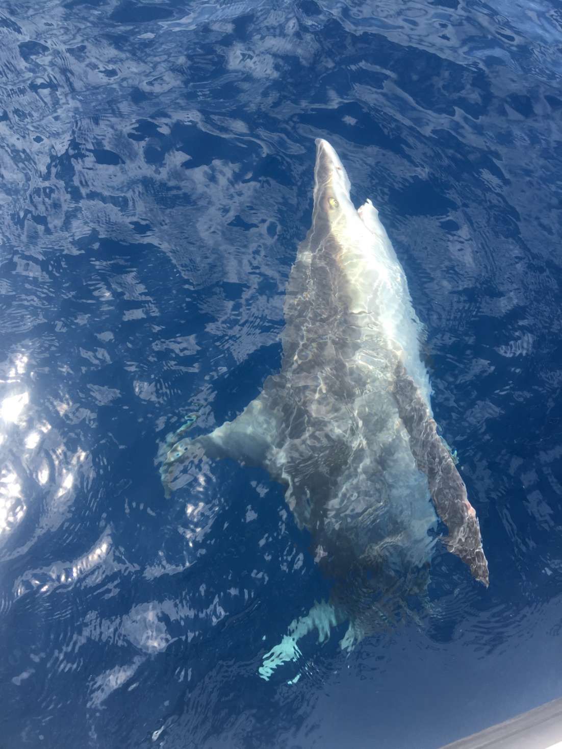 A dolphin is swimming in the ocean near a boat
