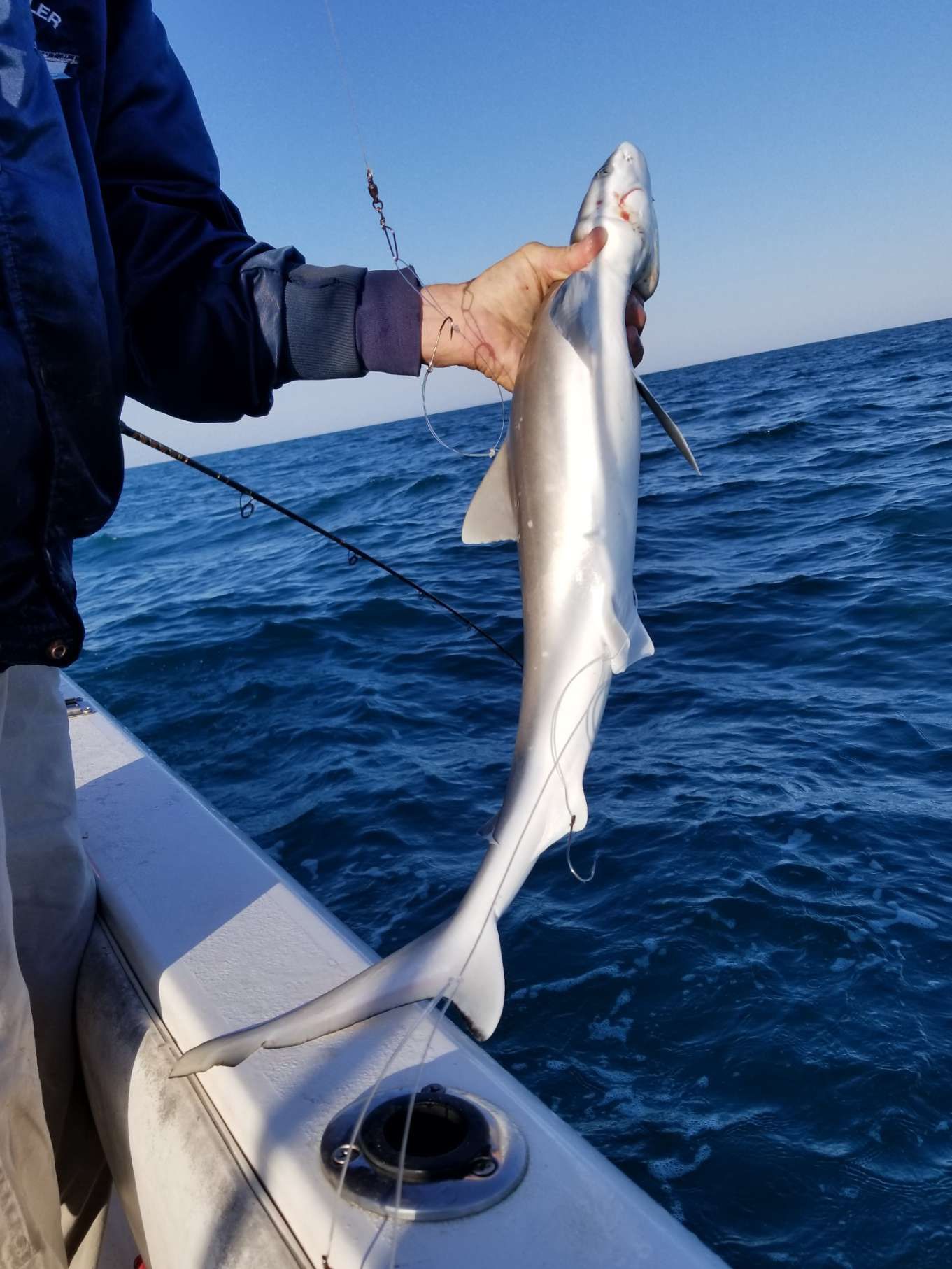 A person is holding a small shark on a boat in the ocean.