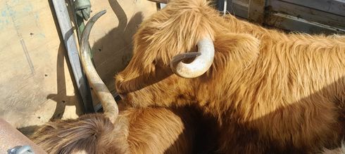 A cow with long horns is standing next to another cow.