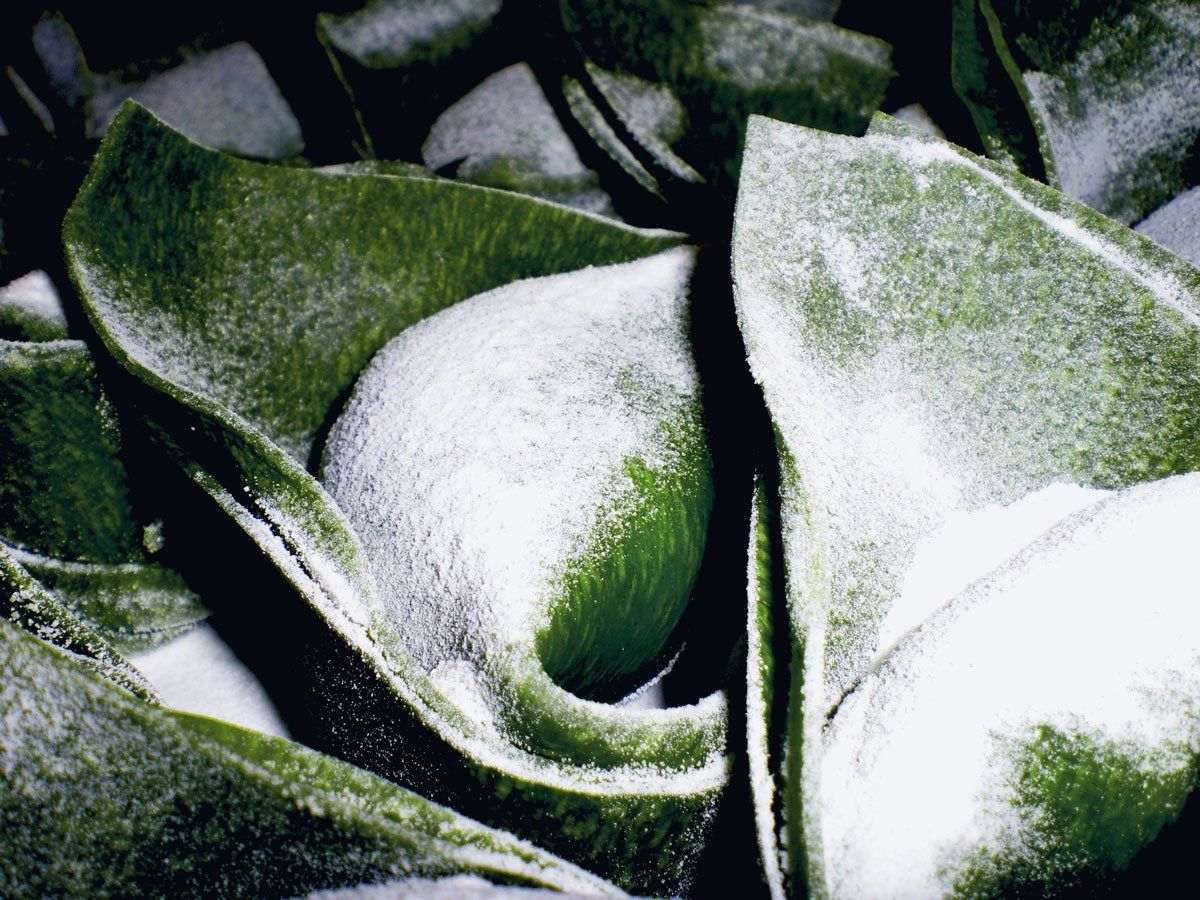 tortelli ripieni con spinaci