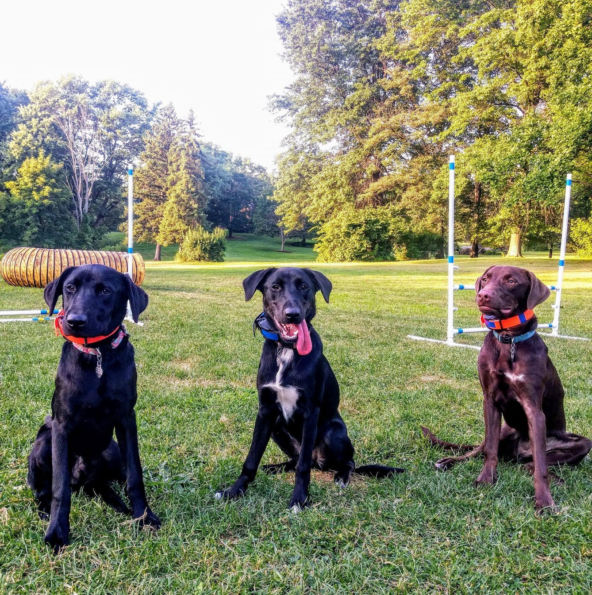 Three black dogs are sitting in a grassy field.