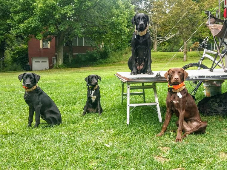 Four dogs are sitting on a table in a grassy field.