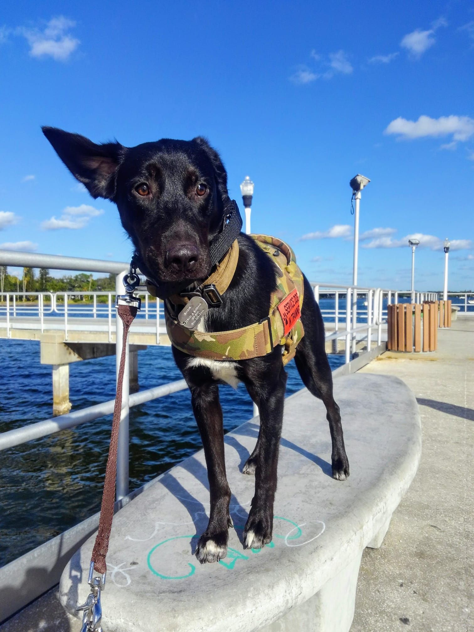 A black dog is standing on a bench near a body of water