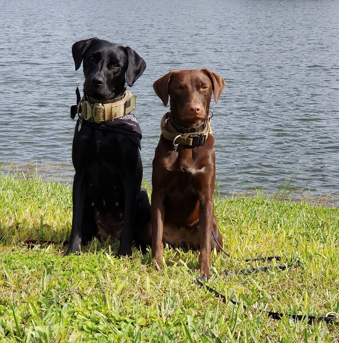 Two dogs are sitting next to each other in front of a body of water