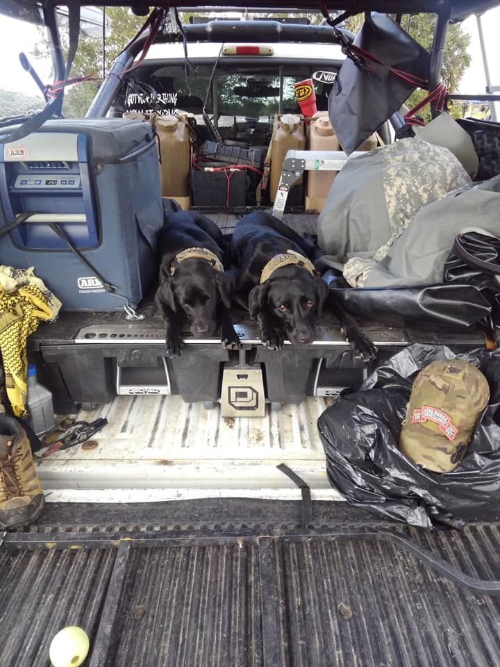 Two dogs are laying in the back of a truck.