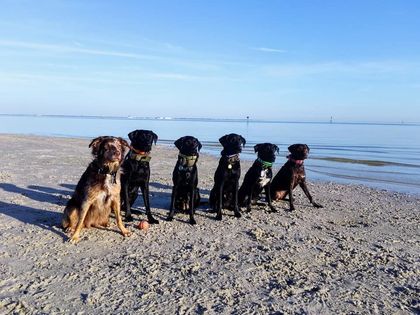 A group of dogs are sitting on a sandy beach near the water.