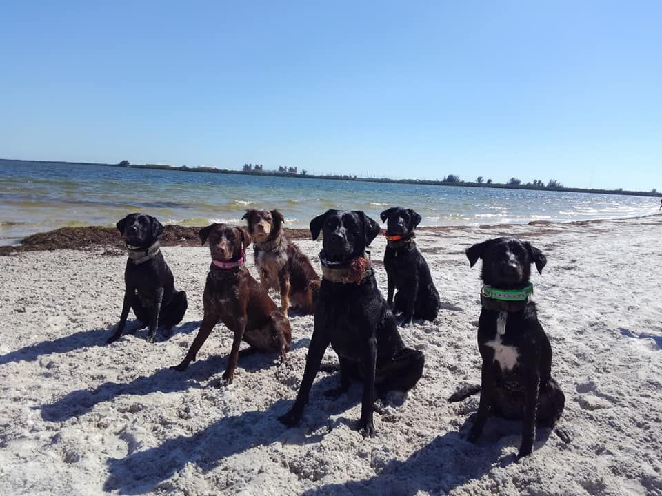 A group of dogs are sitting on the beach near the water