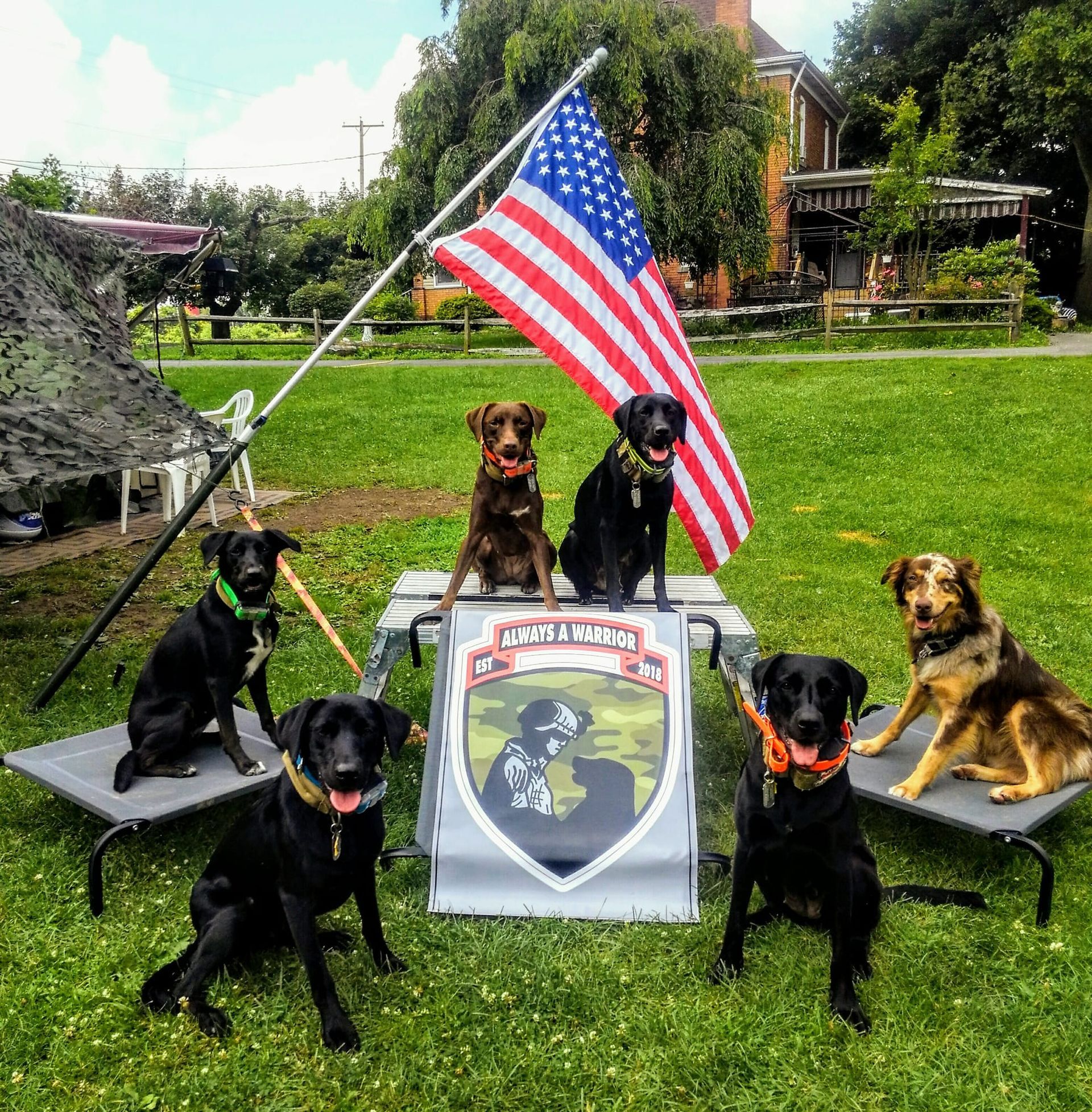 A group of dogs are posing for a picture in front of an american flag.