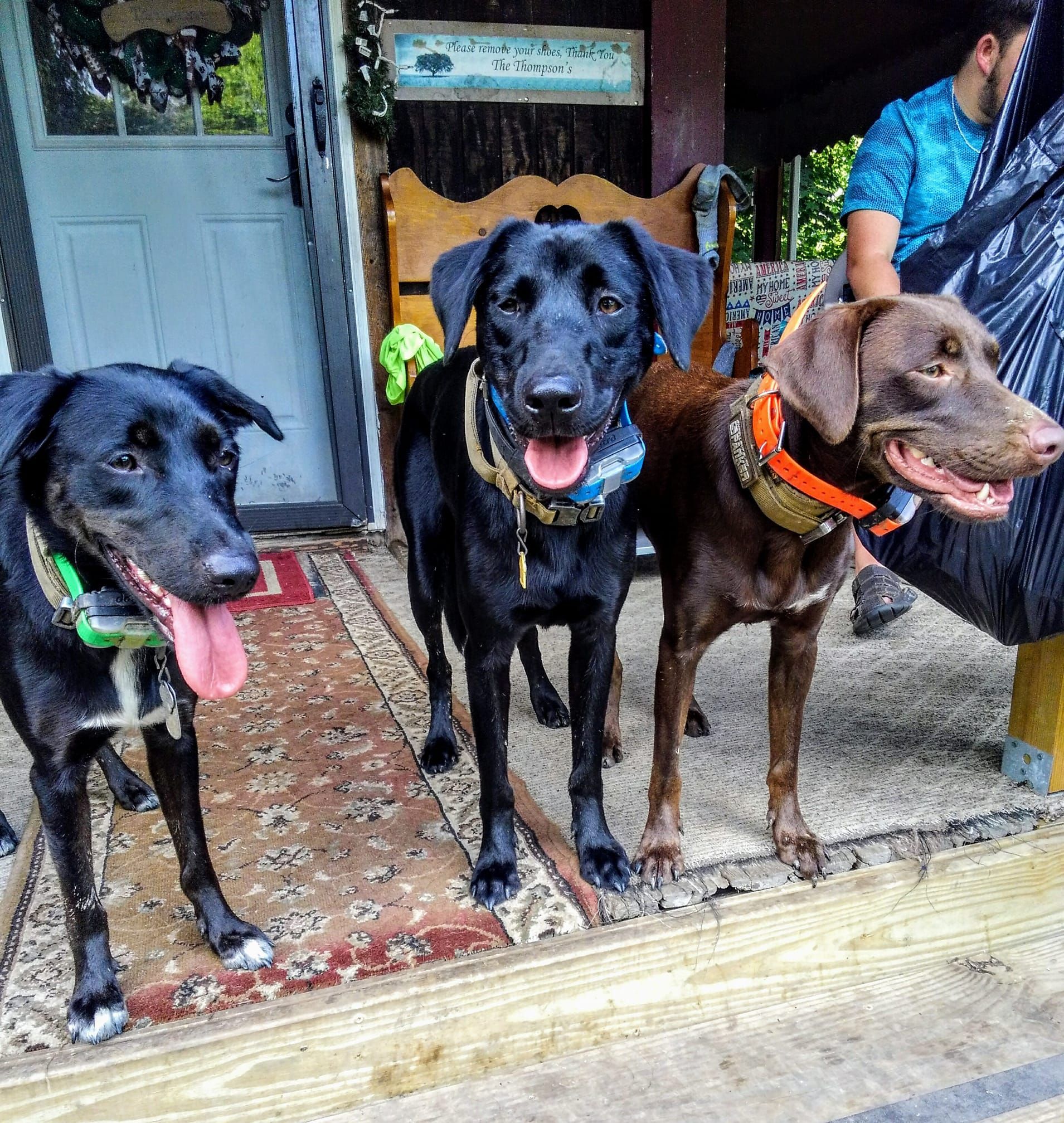 Three dogs are standing next to each other on a porch.