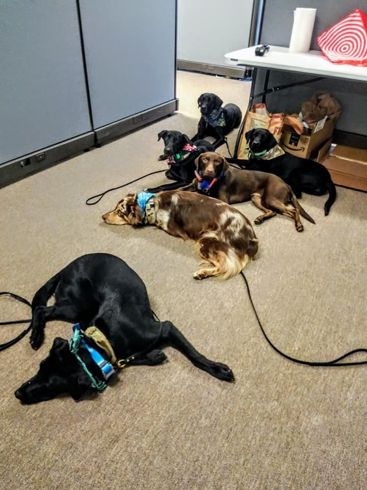 A group of dogs are laying on the floor in a room.