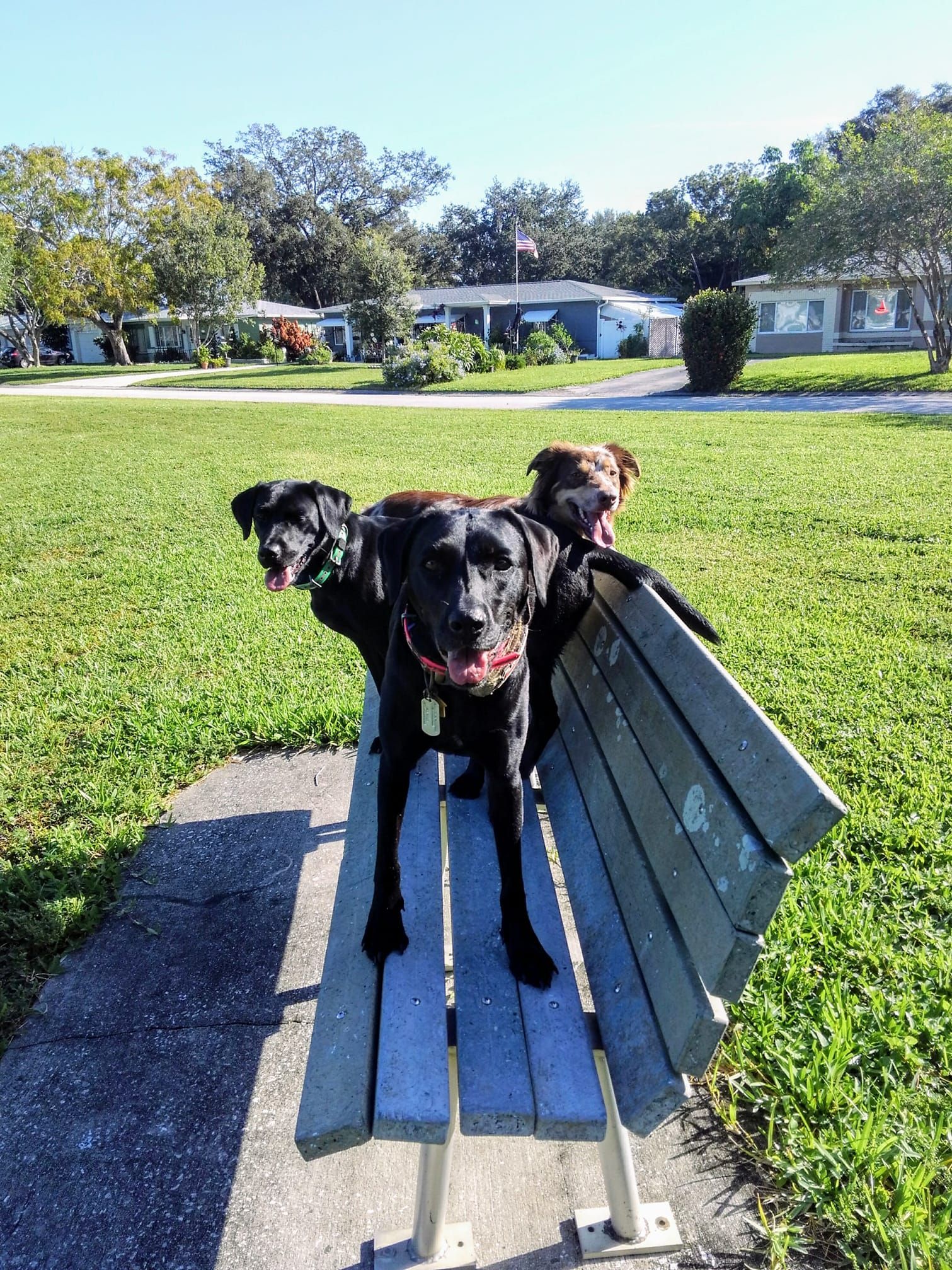 Three black dogs are sitting on a park bench