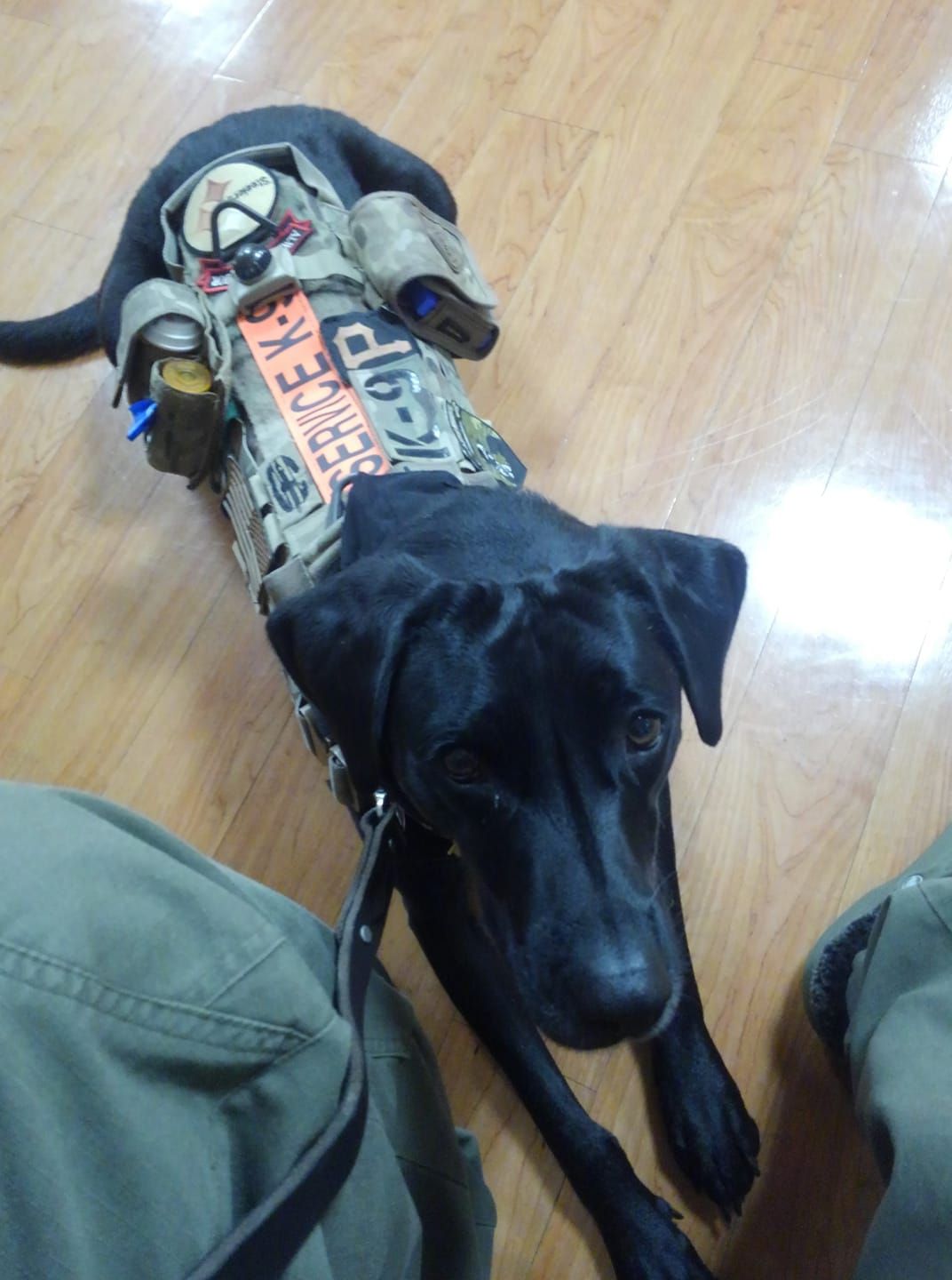 A black dog laying on a wooden floor next to a backpack and a skateboard