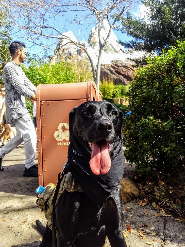 A black dog is sitting in front of a recycling bin.