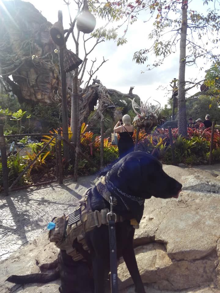A black dog on a leash is sitting on a rock