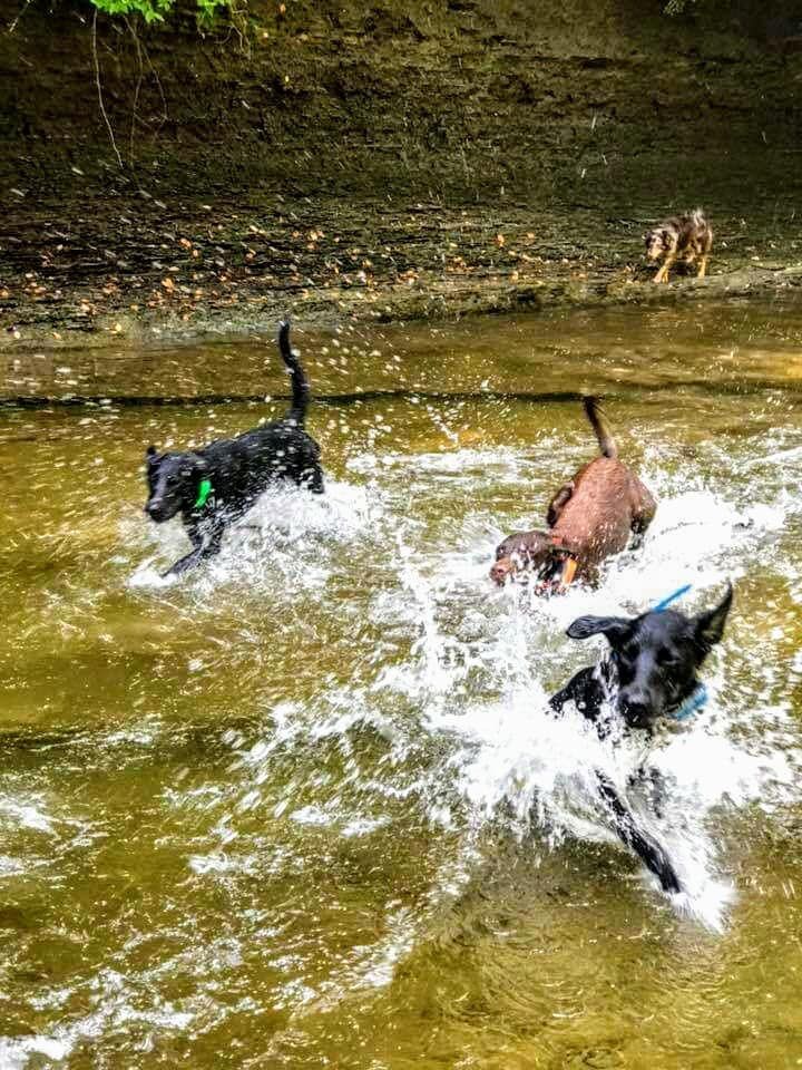 Dogs splashing in a shallow, murky creek. Black, brown, and one with brown and tan fur, playing in water.