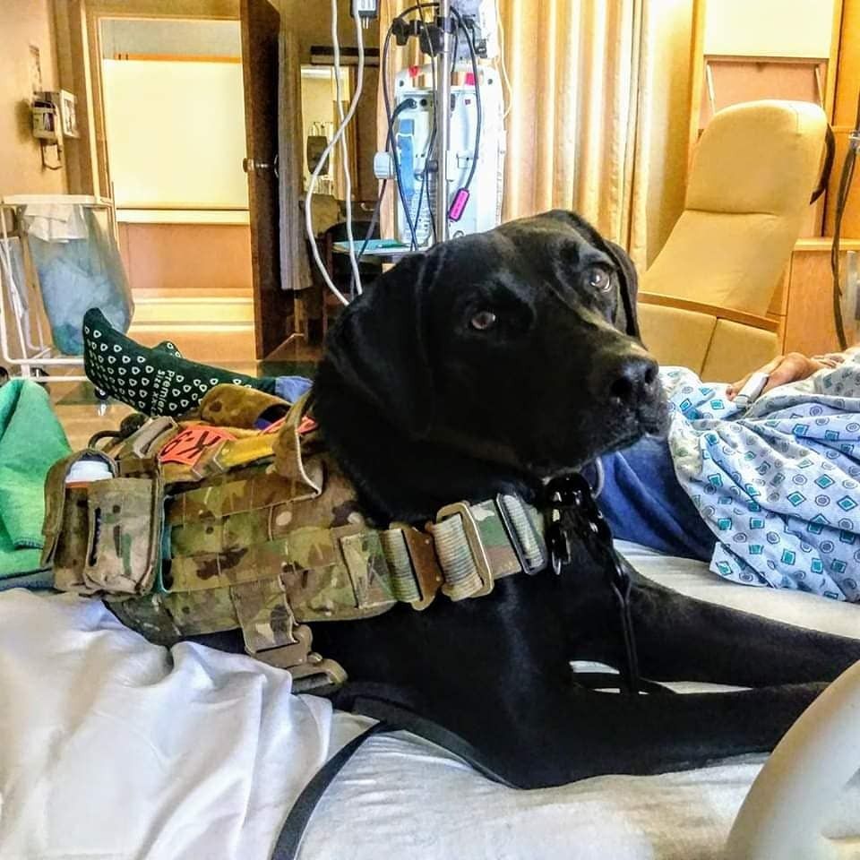 A black dog wearing a camouflage vest is laying next to a patient in a hospital bed.