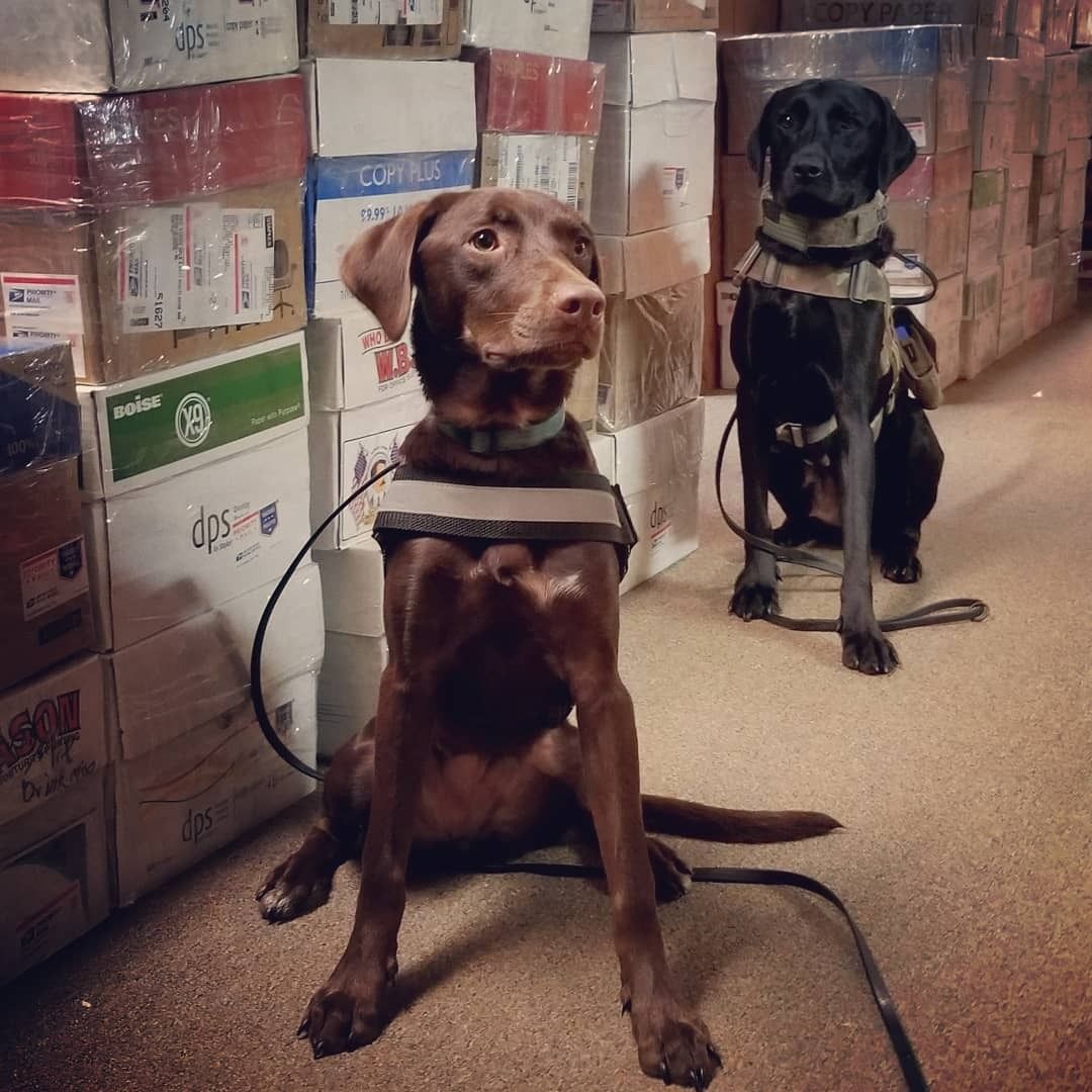 Two dogs are sitting in front of a stack of boxes one of which has the number 203 on it