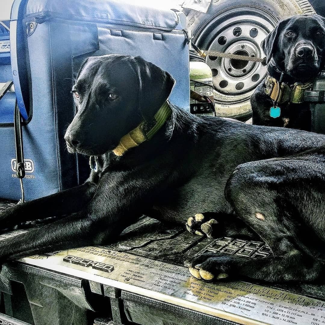 Two black dogs are laying on the back of a truck.