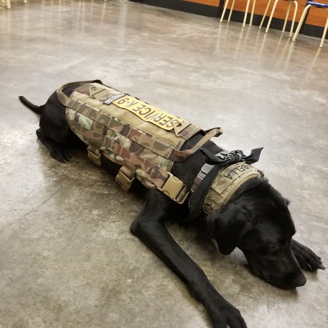A black dog wearing a camouflage vest laying on the floor