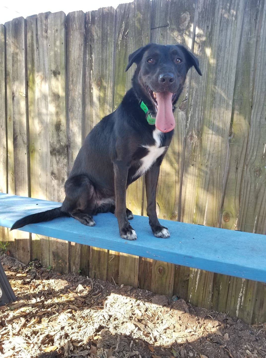 Black dog with white chest sits on blue bench, tongue out, in front of a wooden fence.