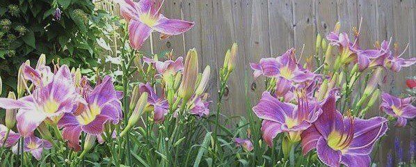 Natural Solutions — Beautiful Flowers in Virginia Beach, VA
