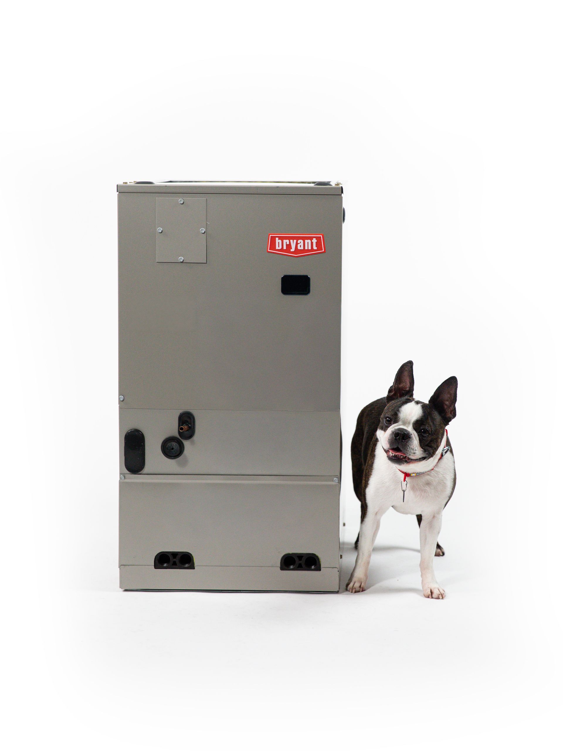 Gray furnace beside a black-and-white dog on a white background Gray furnace beside a black-and-white dog on a white background