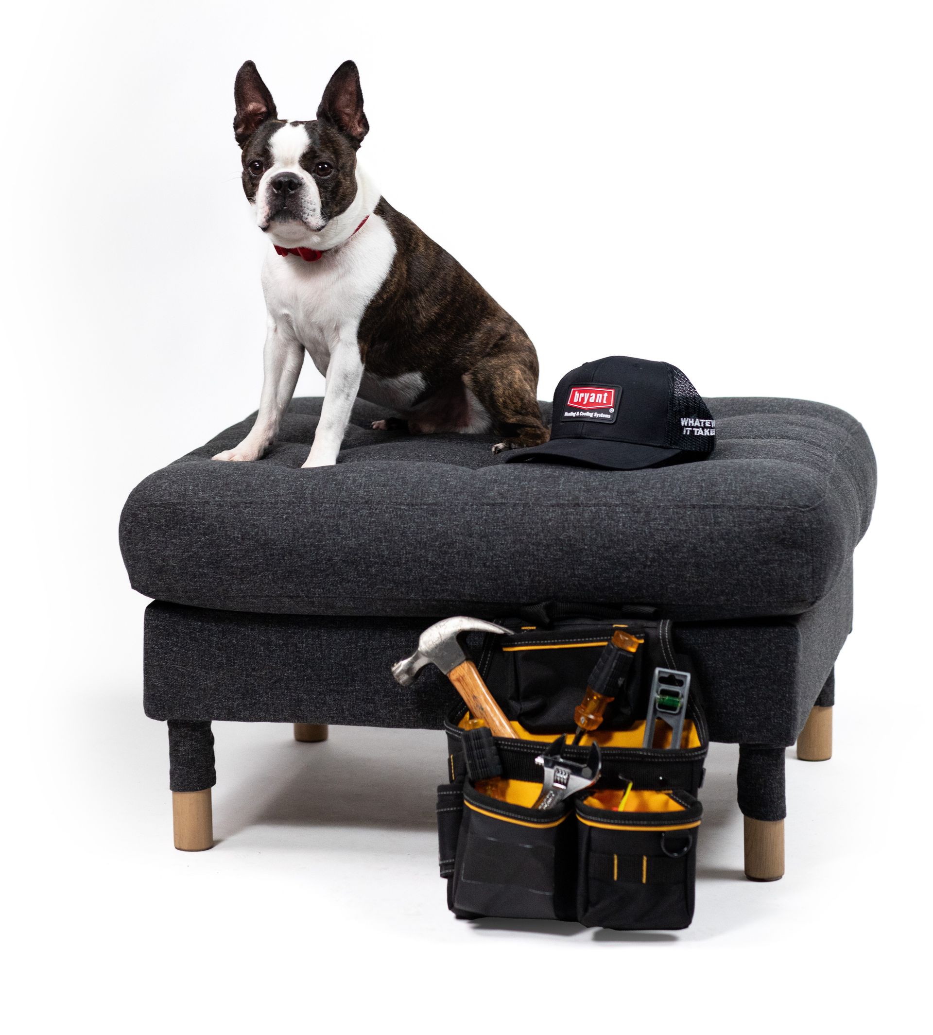 Small black-and-white dog sitting on a gray ottoman with a tool belt and cap nearby, on a white background Small black-and-white dog sitting on a gray ottoman with a tool belt and cap nearby, on a white background
