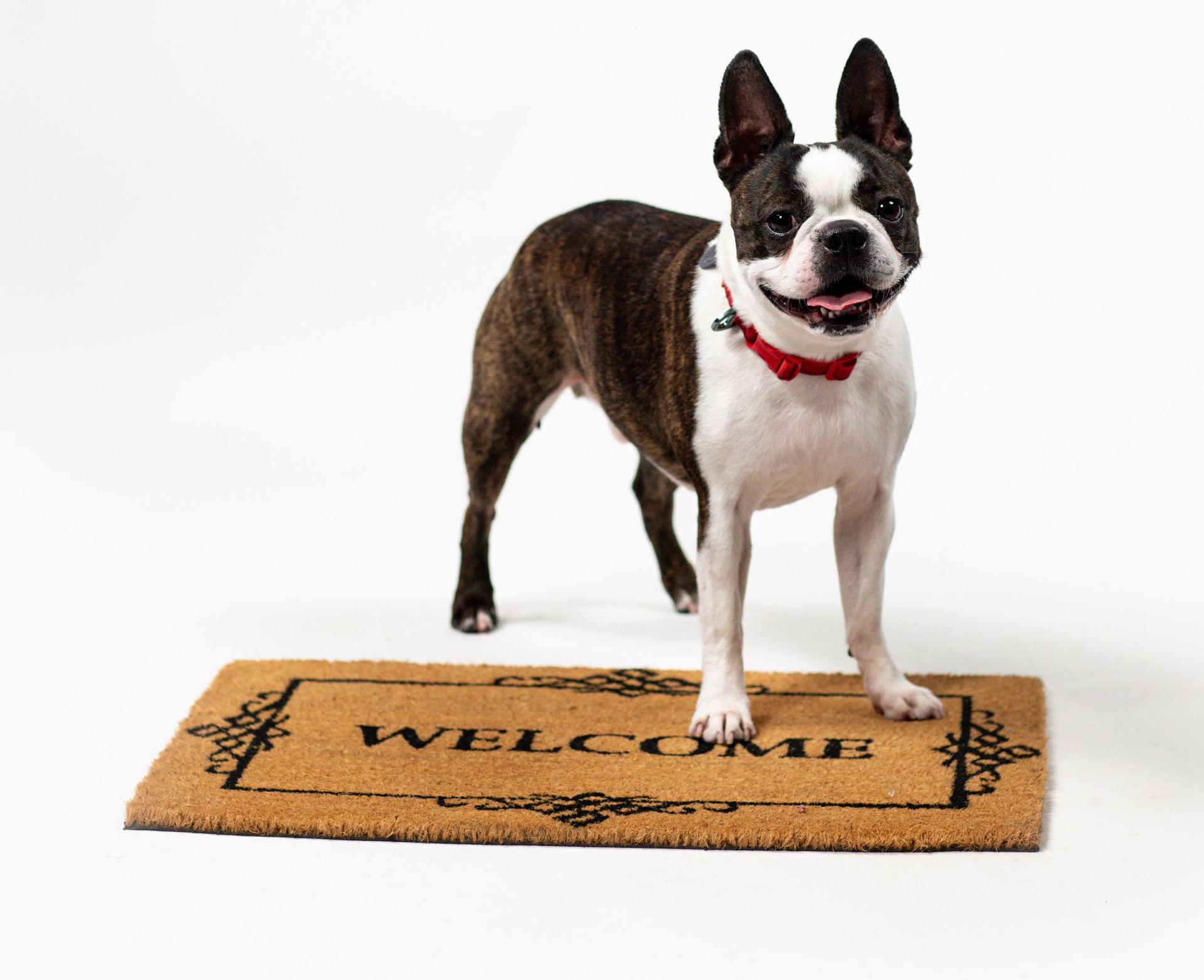 Boston terrier standing on a welcome mat, wearing a red collar, against a white background Boston terrier standing on a welcome mat, wearing a red collar, against a white background
