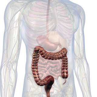 Stomach Problems — Human Colon Section in Tallahassee, FL