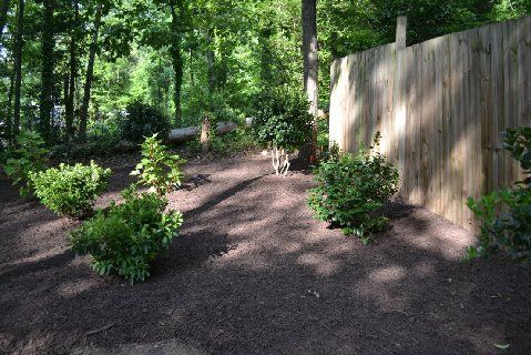 A wood fence borders a backyard landscape featuring mulch, several small green shrubs, and a background of tall trees.