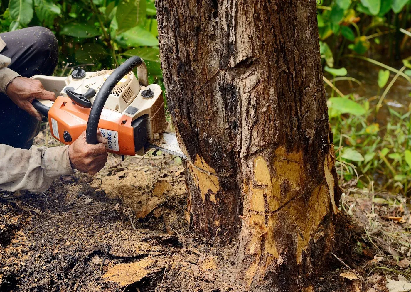Person using a chainsaw to cut down a tree trunk in a muddy outdoor area