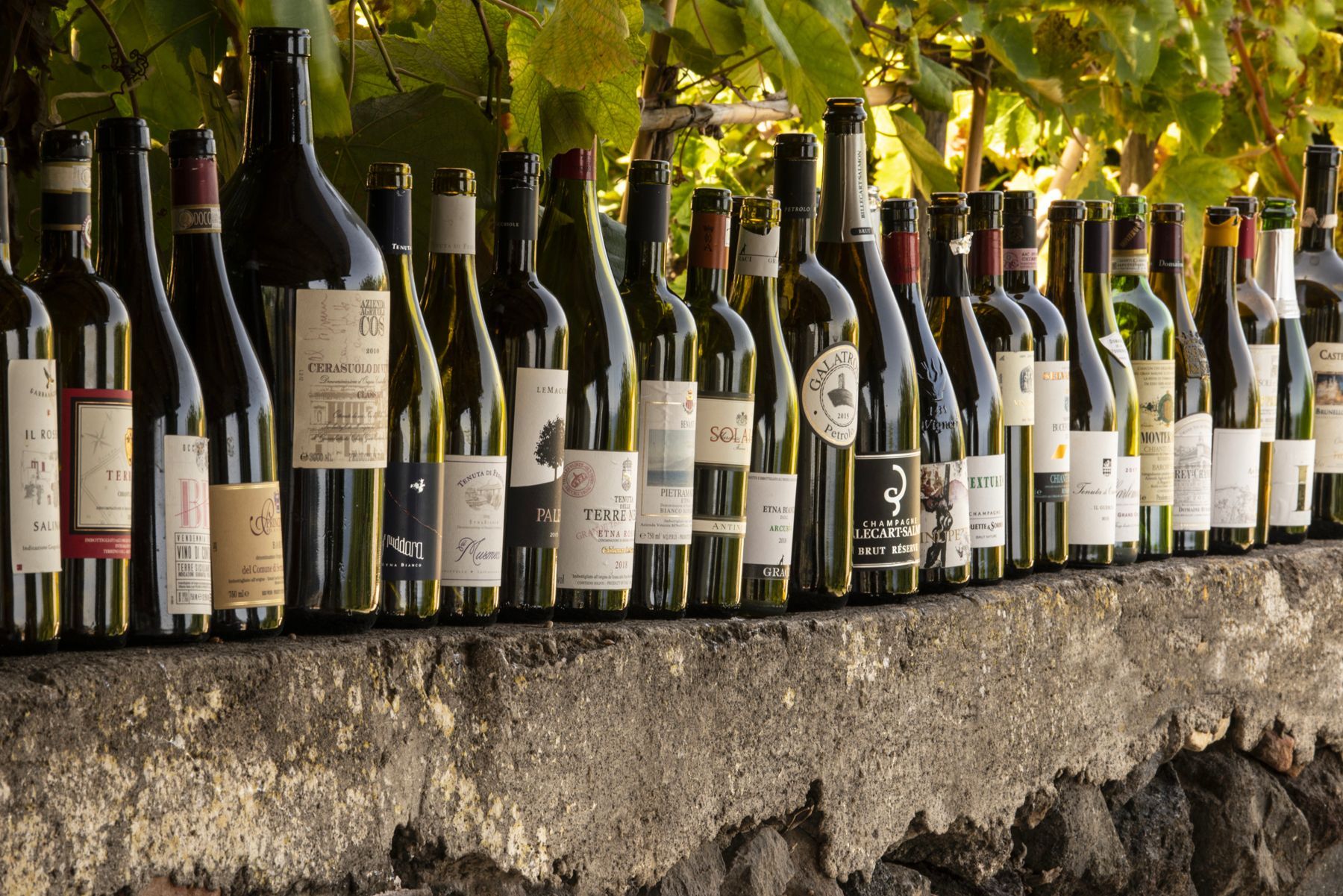 Vineyards and Sicilian Wine