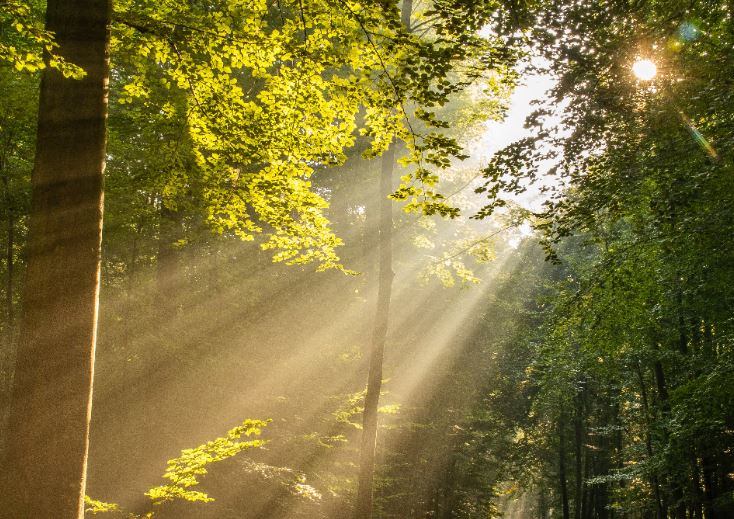 cremation service in Dolton, IL