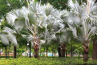 Ornamental palm trees in the park - Patio Enclosures in Cathedral City, CA