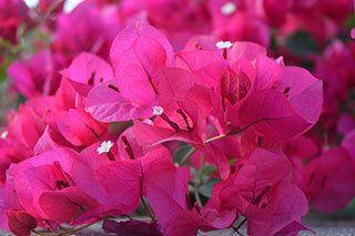Bright Pink Bougainvillea Vines - Home Theater Windows in Cathedral City, CA