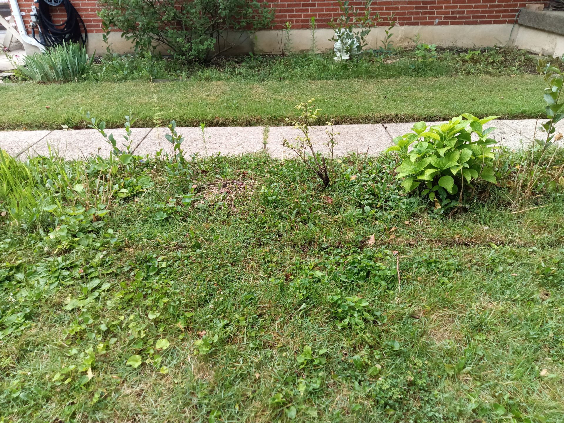 A Person Is Using A Lawn Mower To Remove Weeds From A Lush Green Lawn — Dayton, OH — Sharp Edge Landscaping And Lawncare LLC
