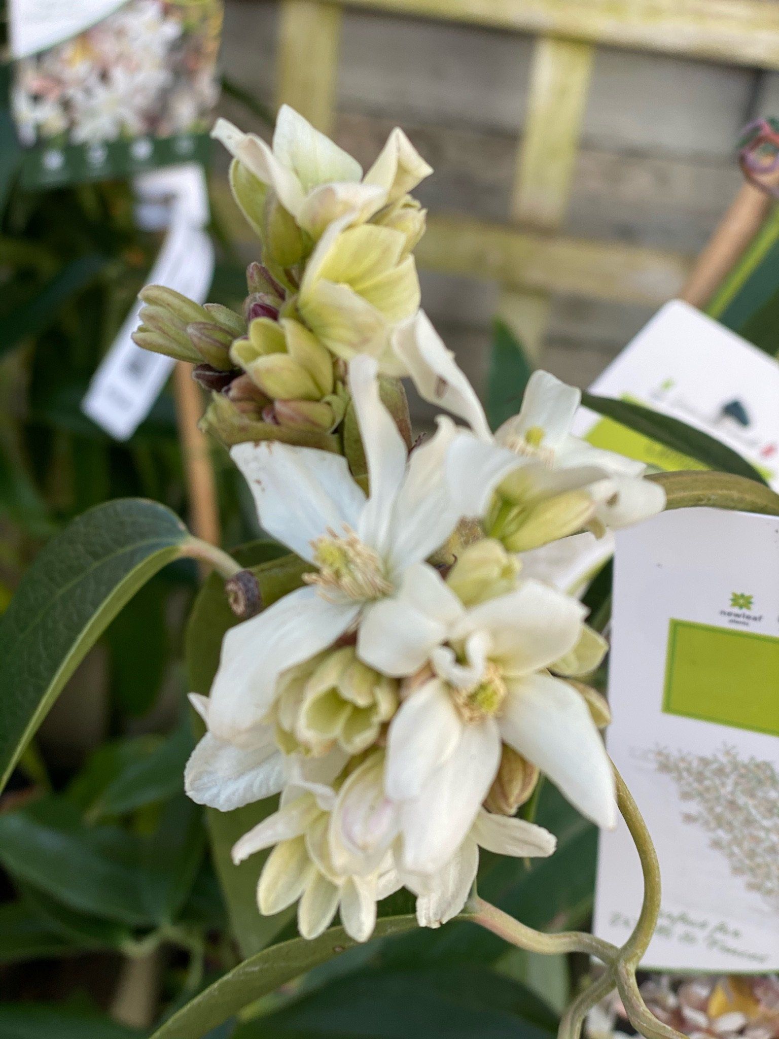 Wholesale Plants Chichester Tawny Nurseries