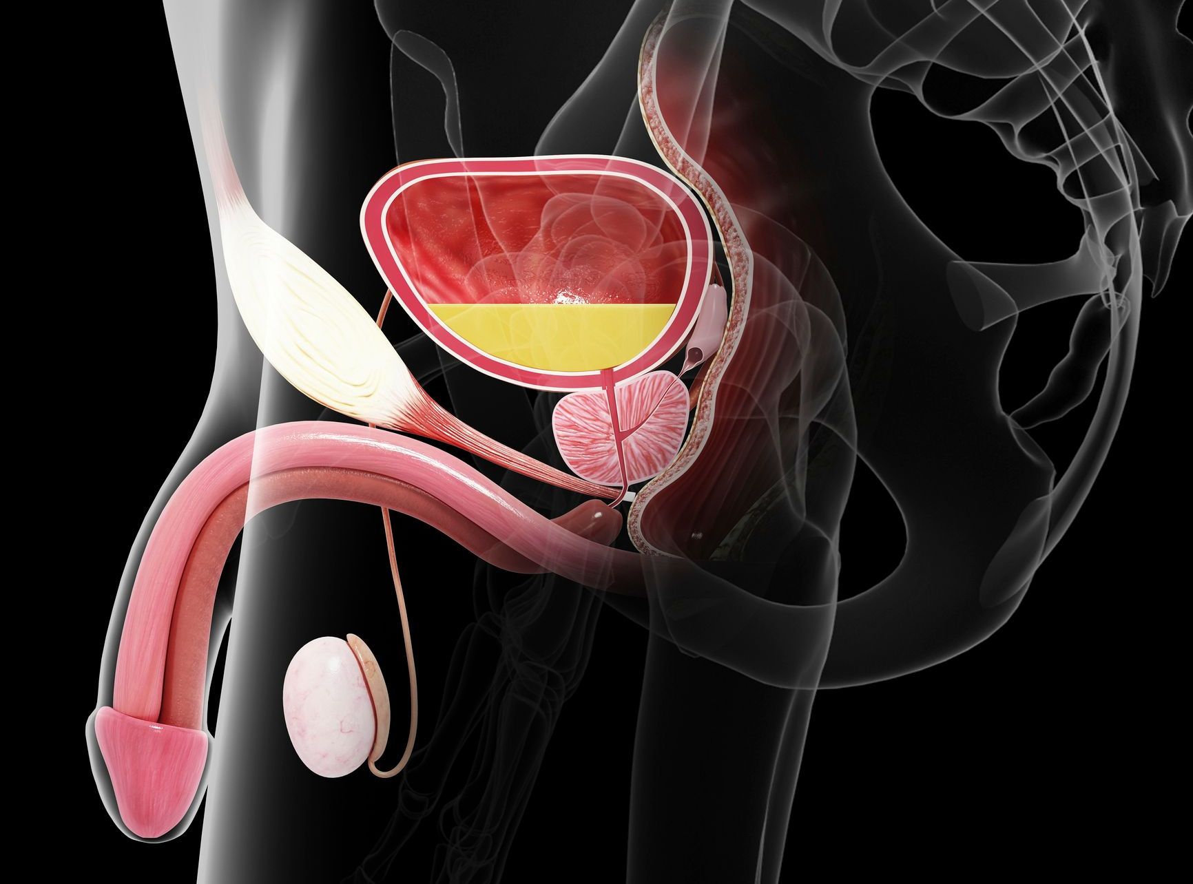 Le stenosi uretrali: quando il flusso urinario si blocca