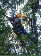 Pruning - Tree Services in Lebanon, MO