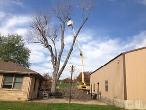Tree Removal - Tree Services in Lebanon, MO
