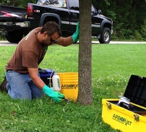 Insect Management - Tree Services in Lebanon, MO