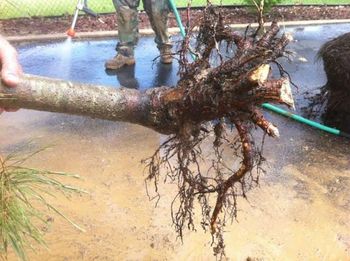 Roots - Tree Services in Lebanon, MO