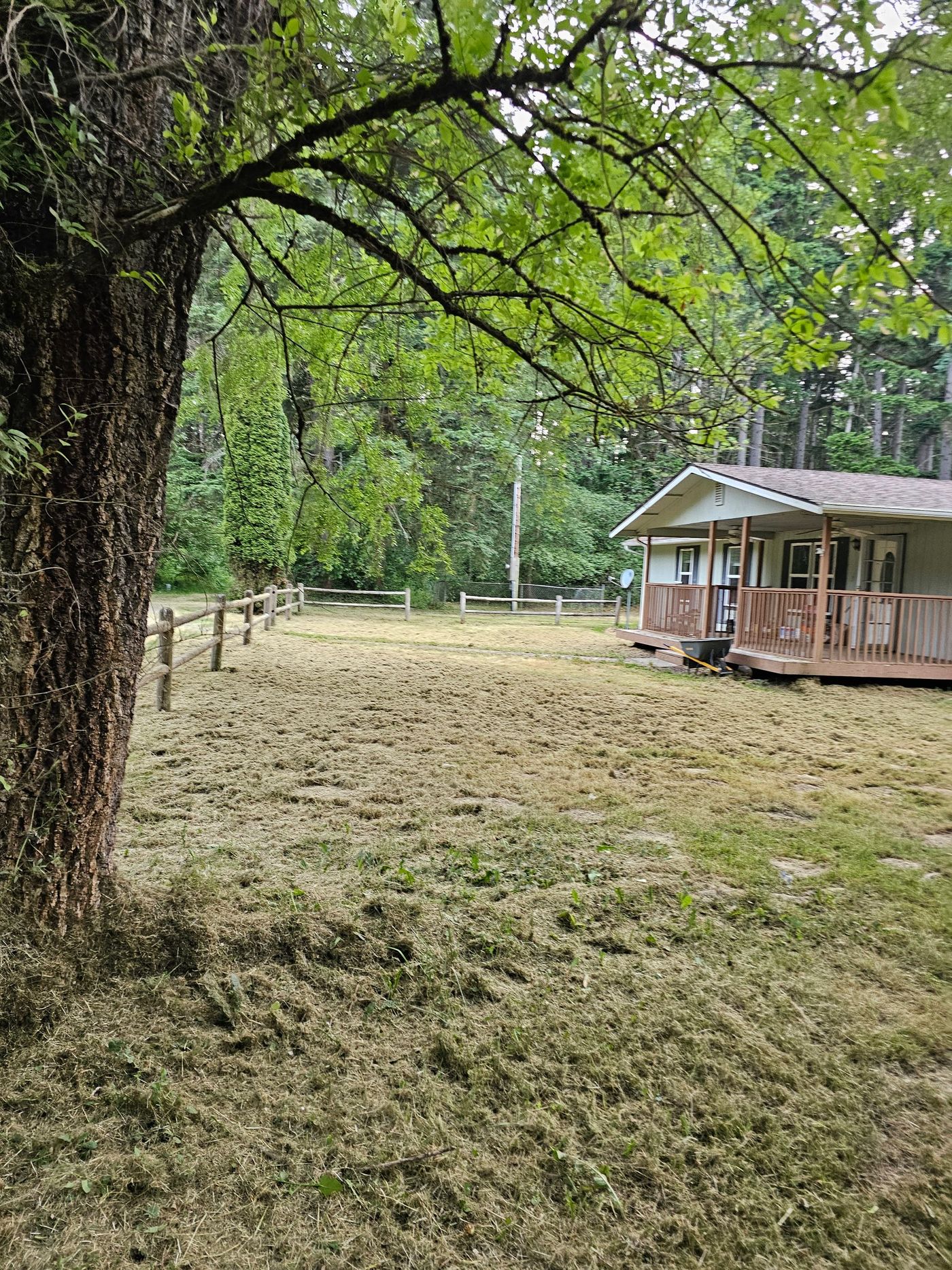 Lawn freshly mowed, next to a house with a porch. Tall trees and a wooden fence in a green, rural setting.