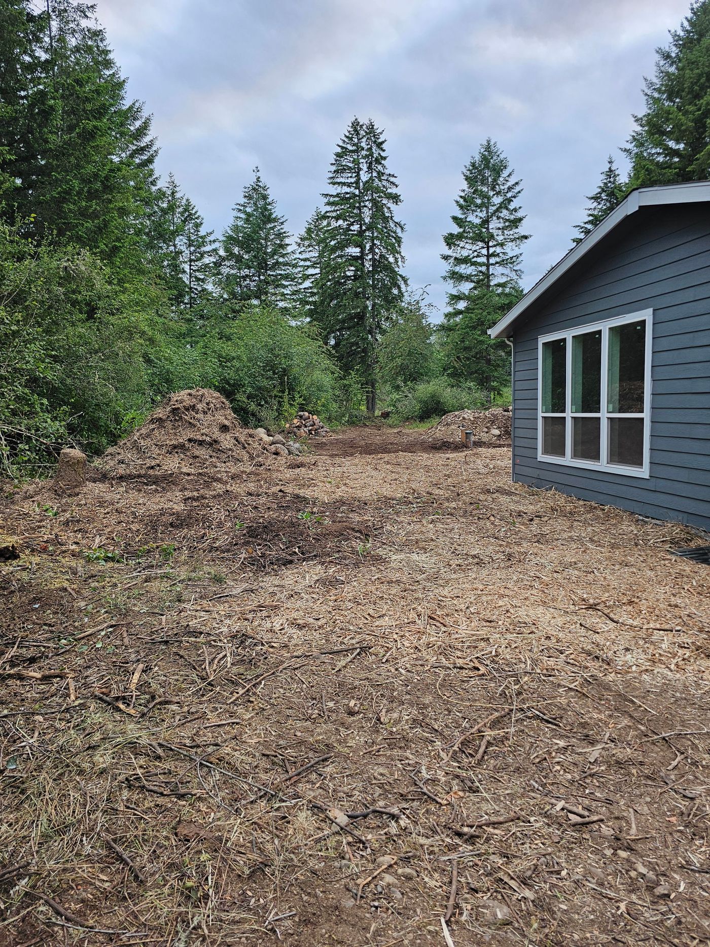Wood chips cover the ground near a gray house with a window, with a forested area in the background.