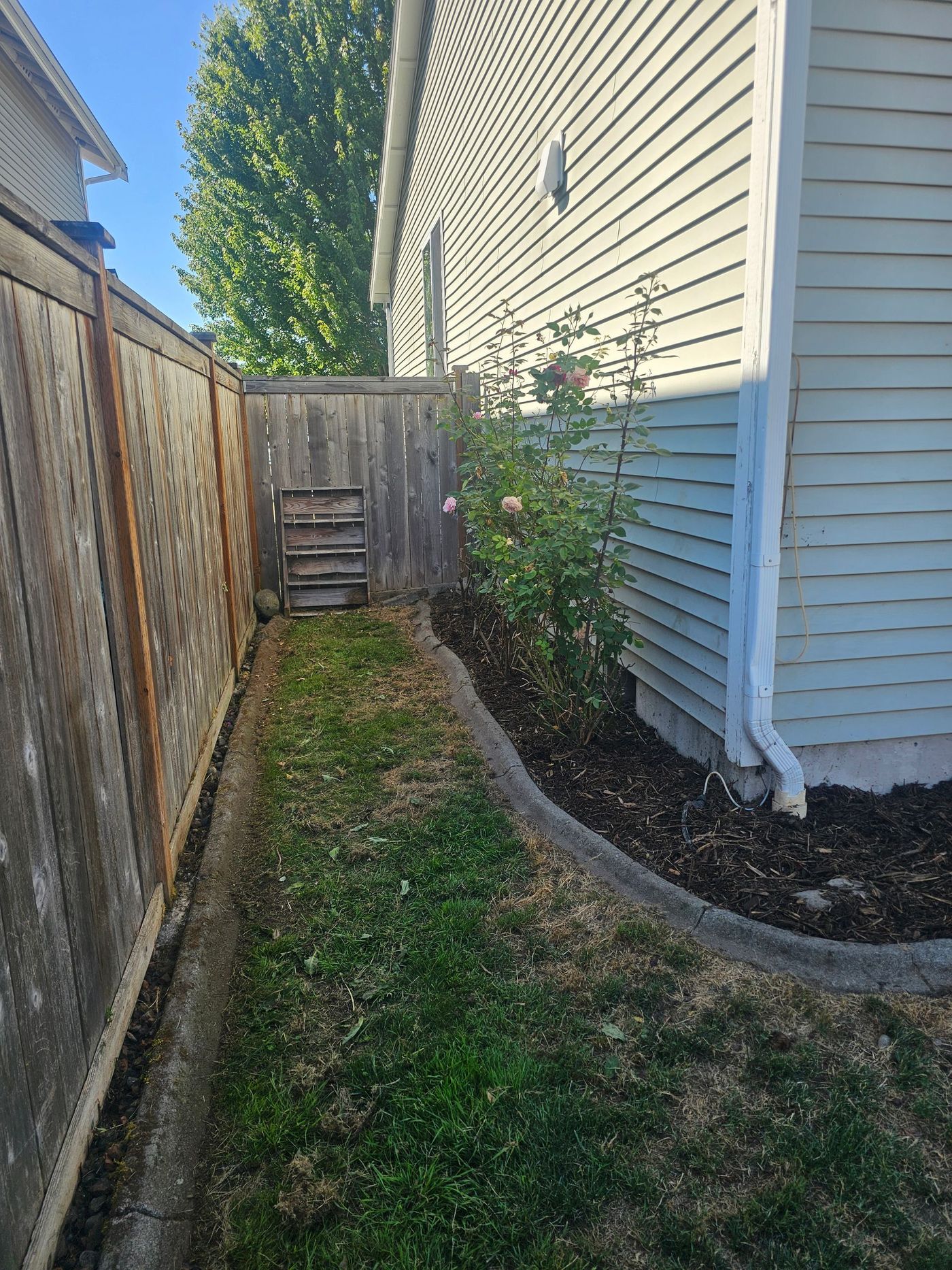 Narrow yard with a wooden fence, green grass, and rose bushes against a light-colored house.