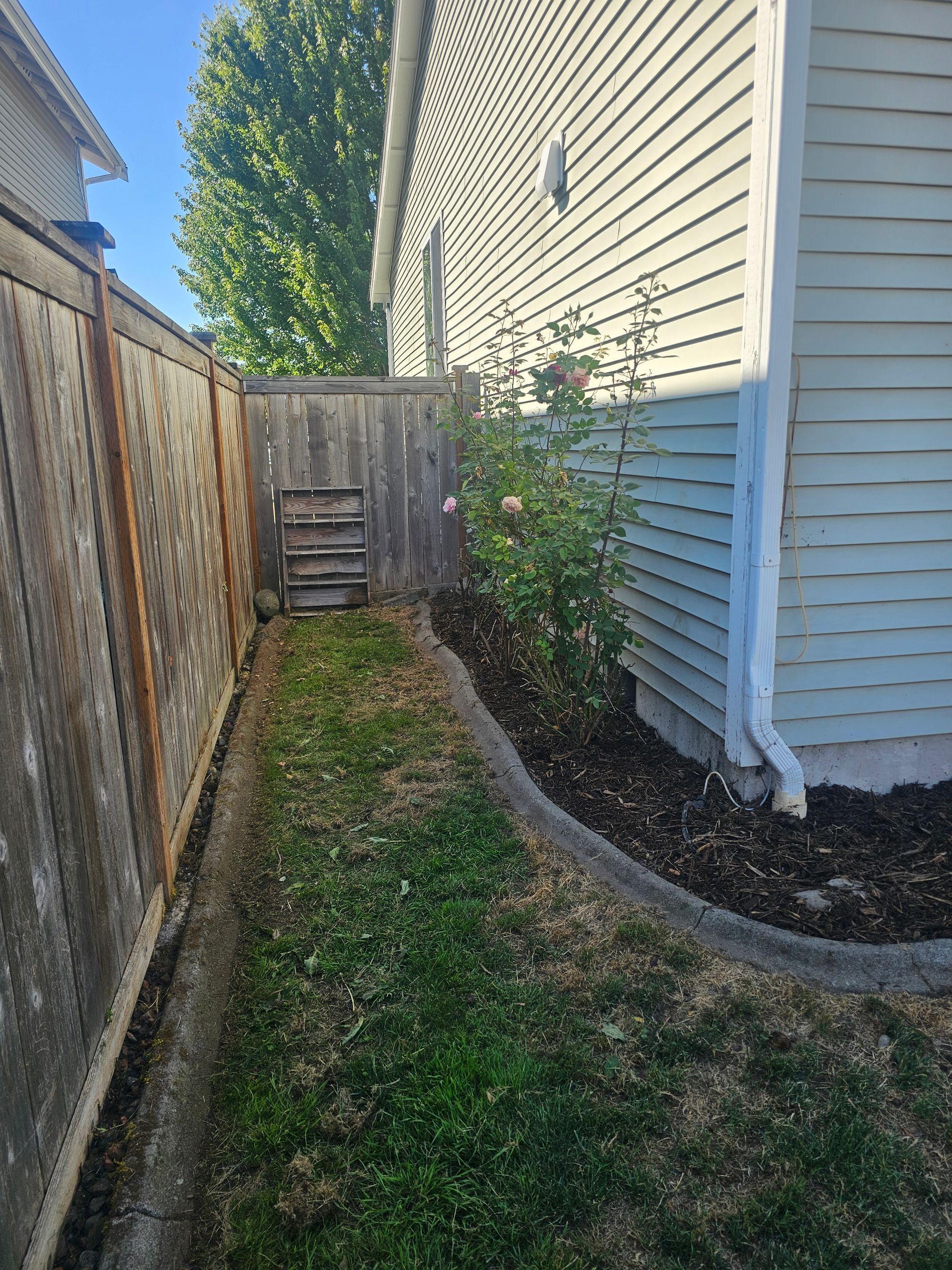 Narrow grassy side yard bordered by a wooden fence and a house with light siding. A rose bush grows nearby.