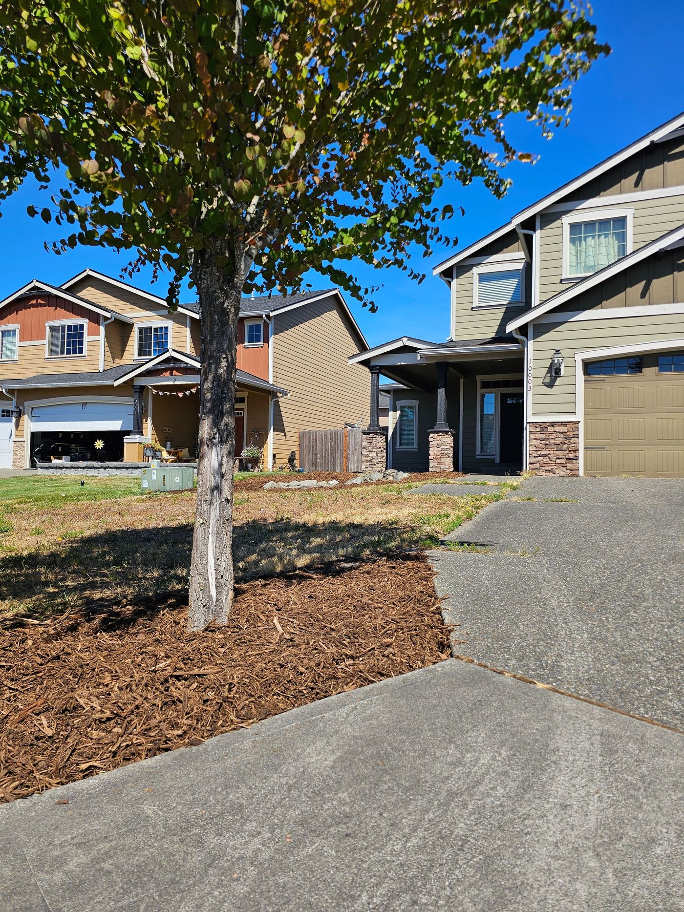 Suburban houses on a sunny day, tree in foreground, with a driveway.