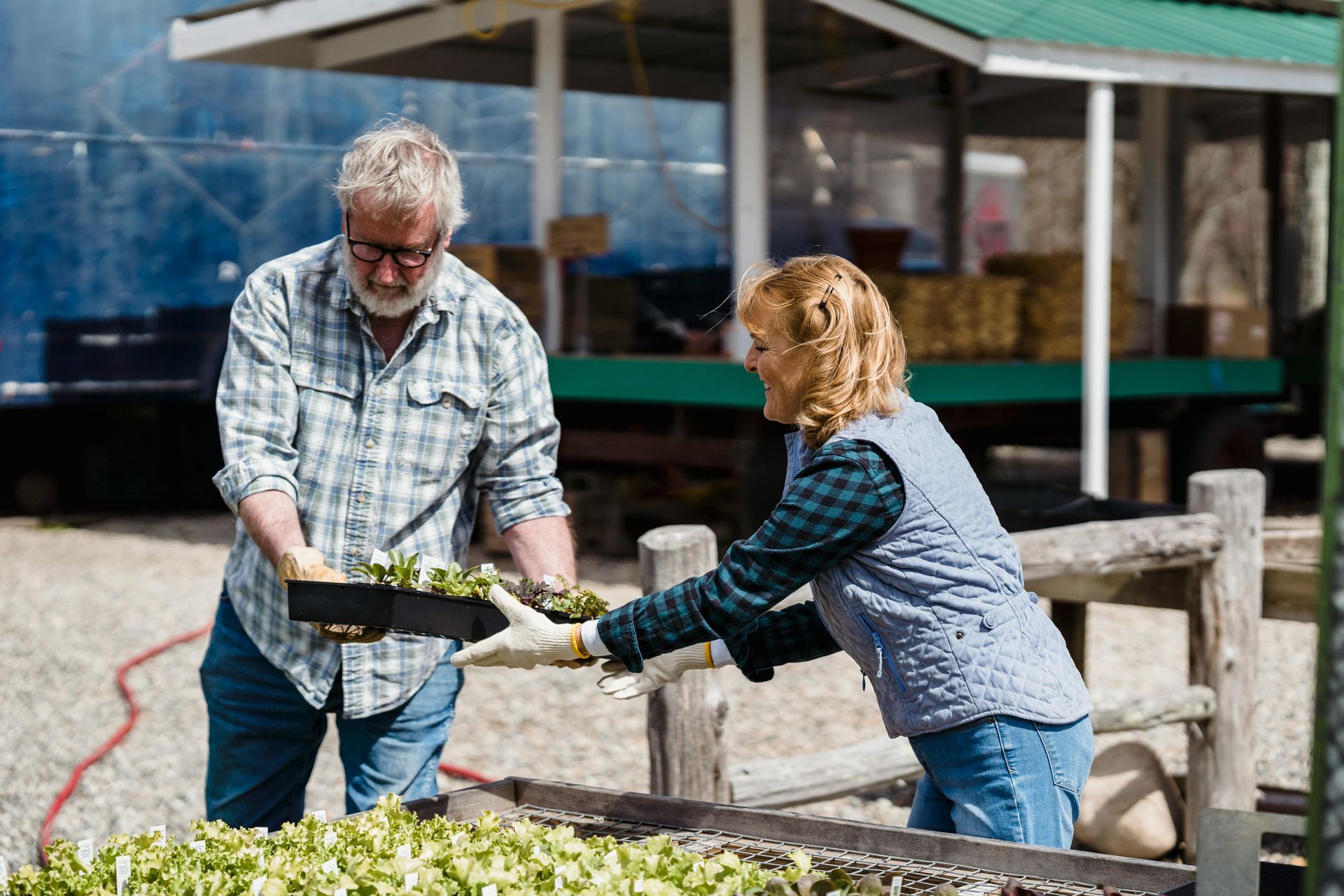 An older man and woman planting flowers in a greenhouse. The man is holding a tray, and the woman is reaching for it.