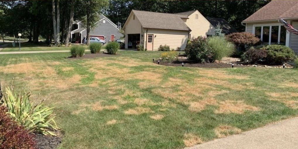A lawn with brown spots
