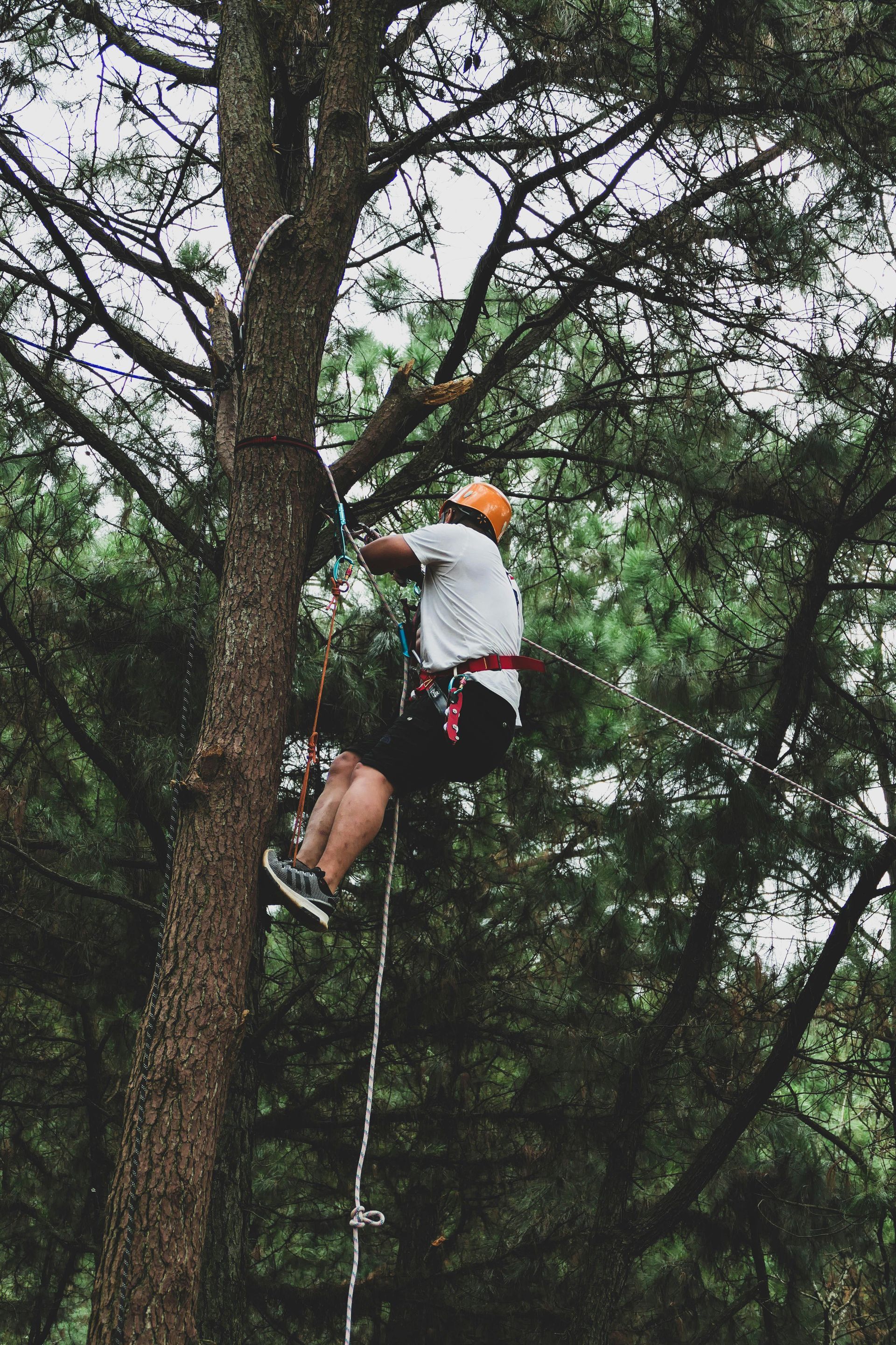 Person rock climbing on a rope among tall trees in a wooded area